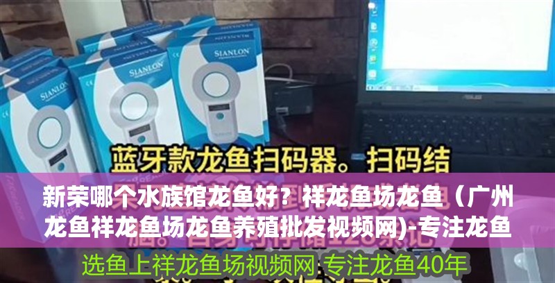 新榮哪個水族館龍魚好？祥龍魚場龍魚（廣州龍魚祥龍魚場龍魚養殖批發視頻網)-專注龍魚40年）