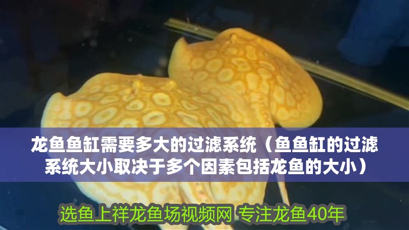 龍魚魚缸需要多大的過濾系統（魚魚缸的過濾系統大小取決于多個因素包括龍魚的大小）