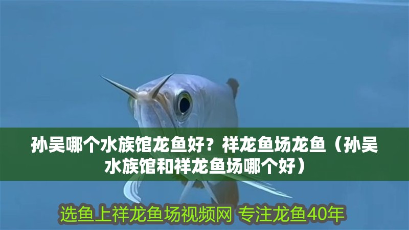 孫吳哪個水族館龍魚好？祥龍魚場龍魚（孫吳水族館和祥龍魚場哪個好）