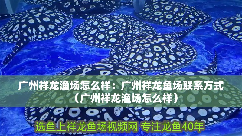 廣州祥龍漁場怎么樣：廣州祥龍魚場聯(lián)系方式（廣州祥龍漁場怎么樣） 廣州祥龍漁場怎么樣：廣州祥龍魚場聯(lián)系方式（廣州祥龍漁場怎么樣） 水族問答