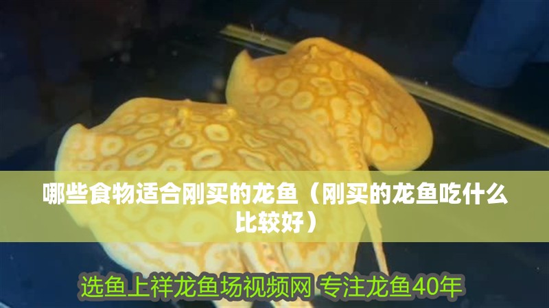 哪些食物適合剛買的龍魚（剛買的龍魚吃什么比較好）