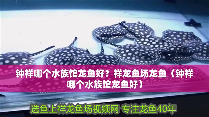 鐘祥哪個水族館龍魚好？祥龍魚場龍魚（鐘祥哪個水族館龍魚好）