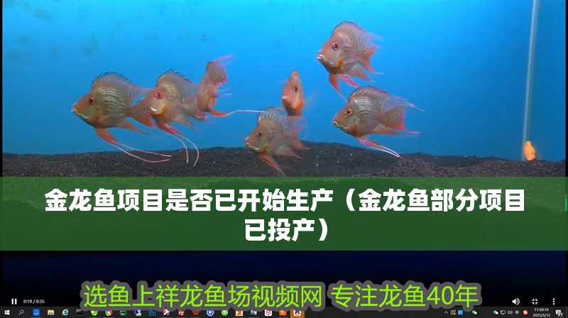 金龍魚(yú)項(xiàng)目是否已開(kāi)始生產(chǎn)（金龍魚(yú)部分項(xiàng)目已投產(chǎn)）