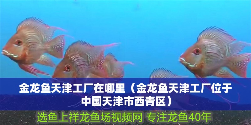 金龍魚天津工廠在哪里（金龍魚天津工廠位于中國天津市西青區）