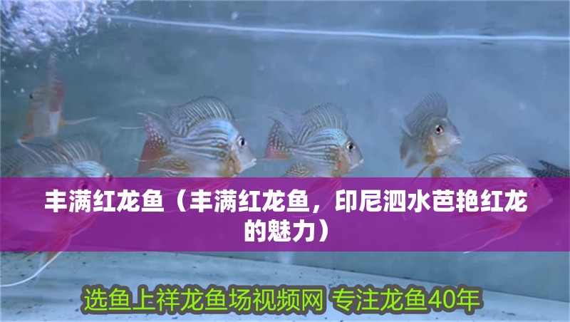 豐滿紅龍魚（豐滿紅龍魚，印尼泗水芭艷紅龍的魅力）