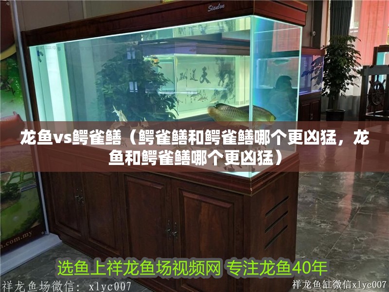 龍魚vs鱷雀鱔（鱷雀鱔和鱷雀鱔哪個更兇猛，龍魚和鱷雀鱔哪個更兇猛）