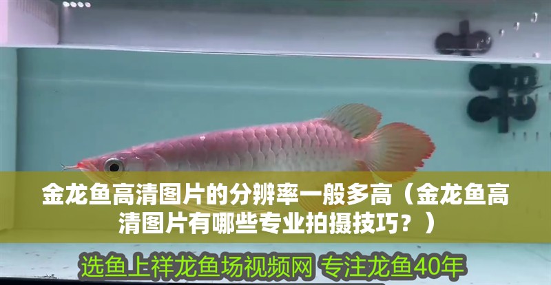 金龍魚高清圖片的分辨率一般多高（金龍魚高清圖片有哪些專業拍攝技巧？）