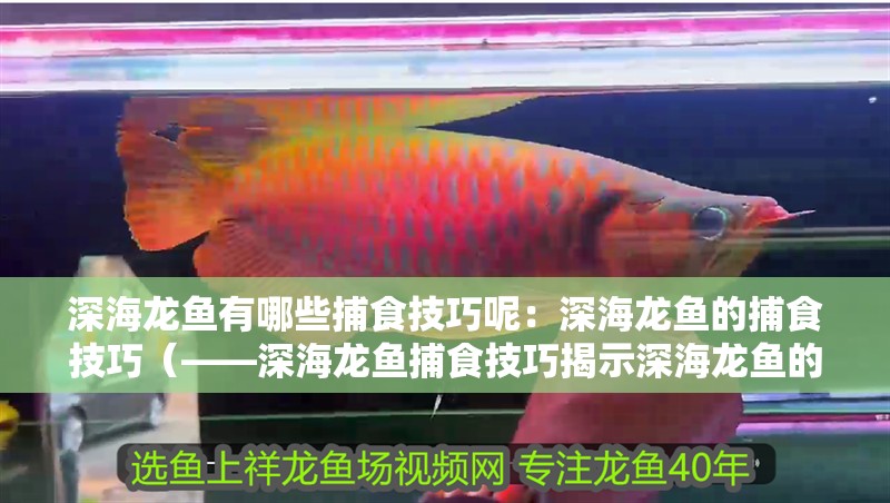 深海龍魚有哪些捕食技巧呢：深海龍魚的捕食技巧（——深海龍魚捕食技巧揭示深海龍魚的捕食技巧）