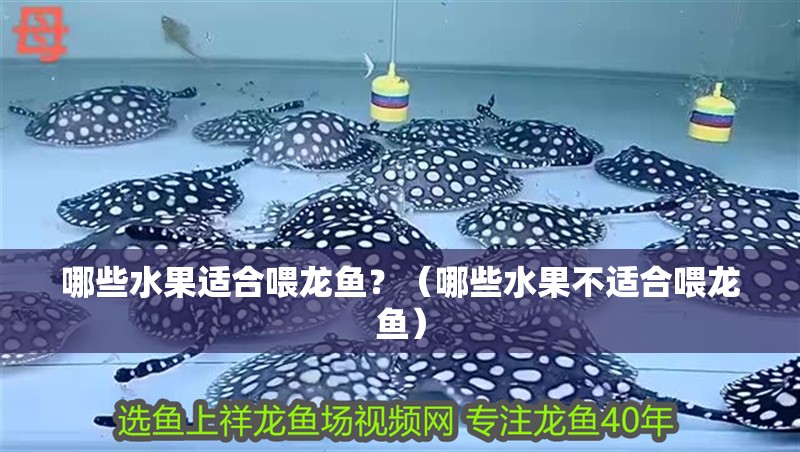 哪些水果適合喂龍魚？（哪些水果不適合喂龍魚）