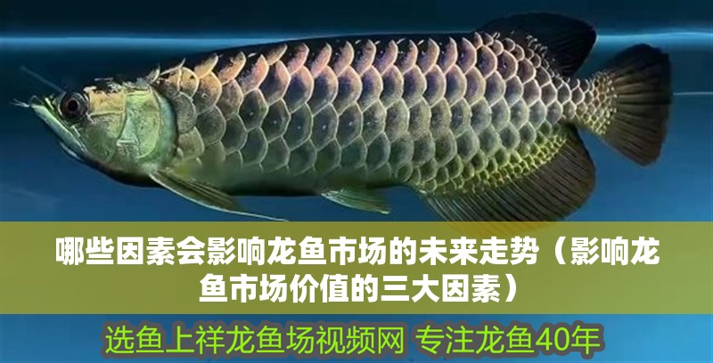 哪些因素會影響龍魚市場的未來走勢（影響龍魚市場價值的三大因素） 哪些因素會影響龍魚市場的未來走勢（影響龍魚市場價值的三大因素） 龍魚百科
