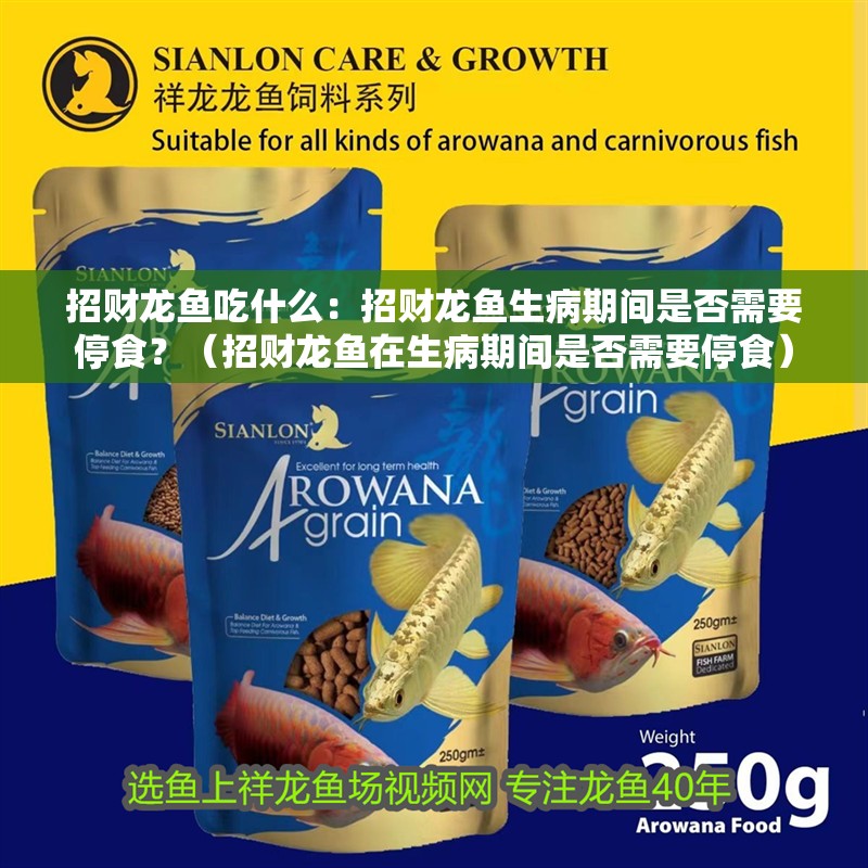 招財龍魚吃什么：招財龍魚生病期間是否需要停食？（招財龍魚在生病期間是否需要停食）