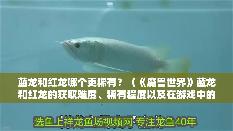 藍龍和紅龍哪個更稀有？（《魔獸世界》藍龍和紅龍的獲取難度、稀有程度以及在游戲中的地位）