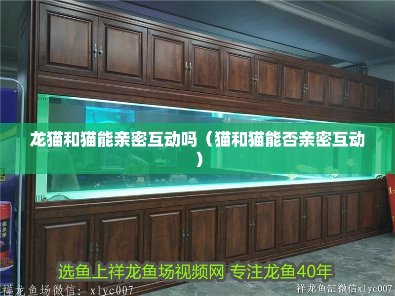 龍貓和貓能親密互動嗎（貓和貓能否親密互動）