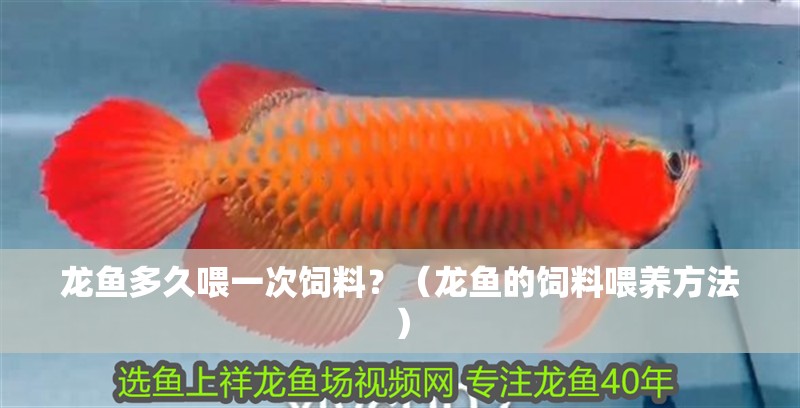 銀龍魚圖片大全素描畫法(銀龍魚的簡筆畫) 龍魚多久喂一次飼料?(龍魚的飼料喂養方法) 龍魚百科 龍魚多久喂一次飼料?(龍魚的飼料喂養方法) 龍魚多久喂一次飼料?(龍魚的飼料喂養方法) 龍魚百科