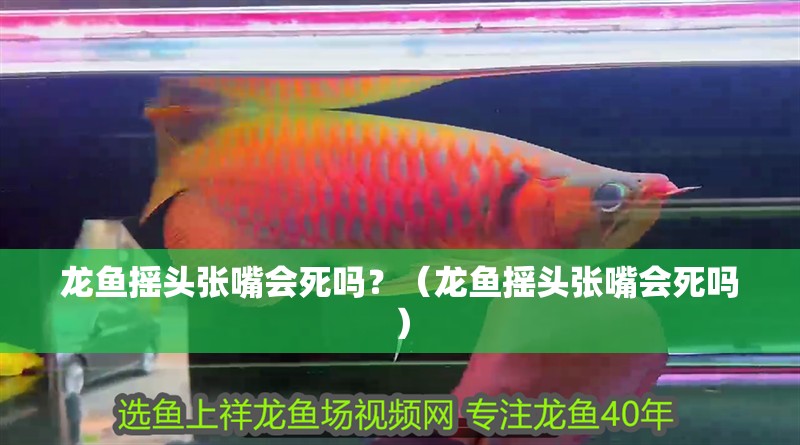 龍魚(yú)搖頭張嘴會(huì)死嗎？（龍魚(yú)搖頭張嘴會(huì)死嗎）