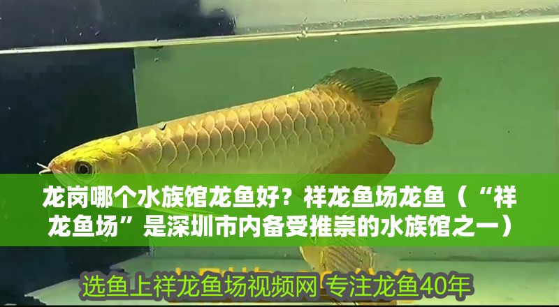 龍崗哪個水族館龍魚好？祥龍魚場龍魚（“祥龍魚場”是深圳市內備受推崇的水族館之一）