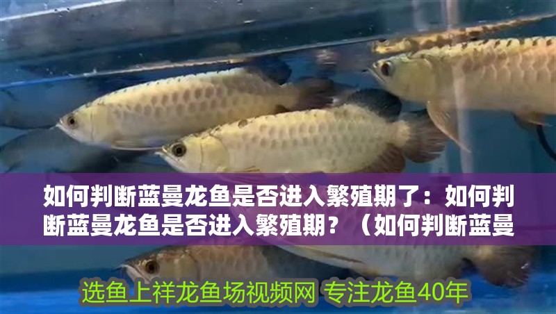 如何判斷藍(lán)曼龍魚(yú)是否進(jìn)入繁殖期了：如何判斷藍(lán)曼龍魚(yú)是否進(jìn)入繁殖期？（如何判斷藍(lán)曼龍魚(yú)是否已經(jīng)進(jìn)入繁殖期）