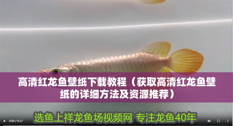 高清紅龍魚壁紙下載教程（獲取高清紅龍魚壁紙的詳細方法及資源推薦）