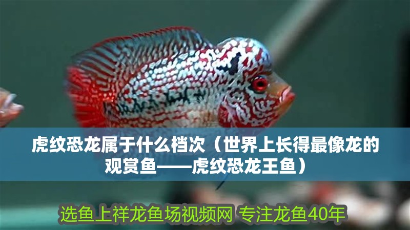 虎紋恐龍屬于什么檔次（世界上長得最像龍的觀賞魚——虎紋恐龍王魚） 虎紋恐龍屬于什么檔次（世界上長得最像龍的觀賞魚——虎紋恐龍王魚） 觀賞魚百科