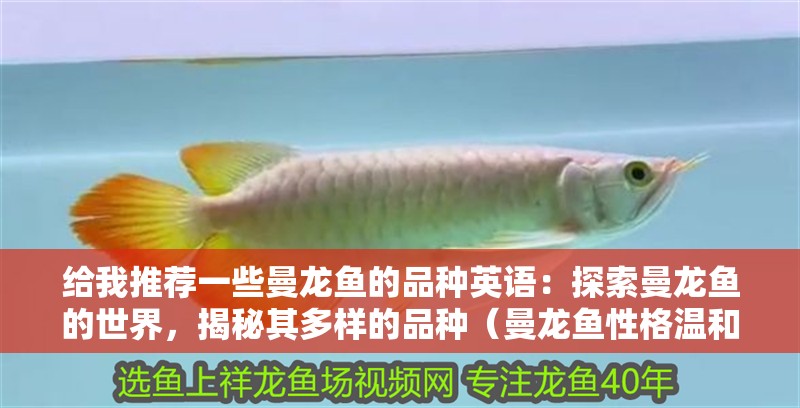 給我推薦一些曼龍魚的品種英語：探索曼龍魚的世界，揭秘其多樣的品種（曼龍魚性格溫和適合作為家庭寵物，曼龍魚的品種）