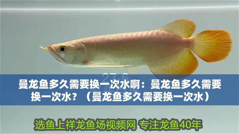 曼龍魚多久需要換一次水啊：曼龍魚多久需要換一次水？（曼龍魚多久需要換一次水）