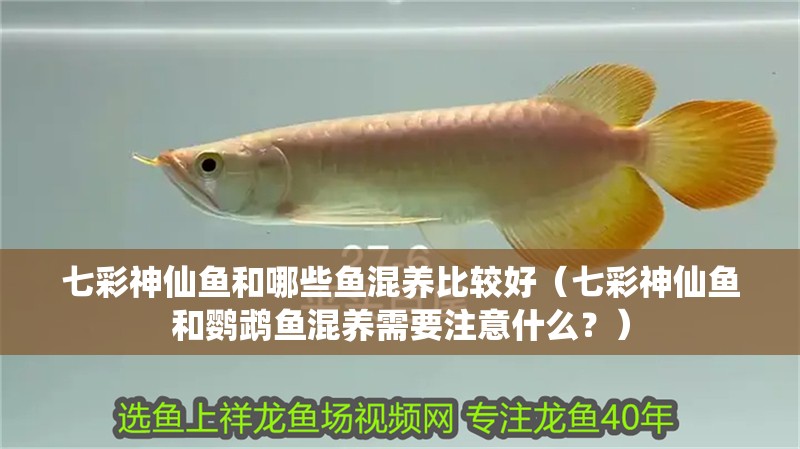七彩神仙魚和哪些魚混養(yǎng)比較好（七彩神仙魚和鸚鵡魚混養(yǎng)需要注意什么？）