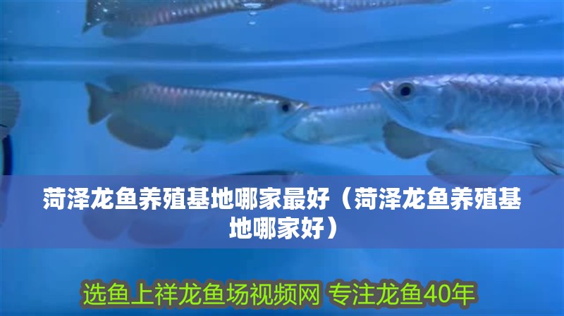菏澤龍魚養(yǎng)殖基地哪家最好（菏澤龍魚養(yǎng)殖基地哪家好）