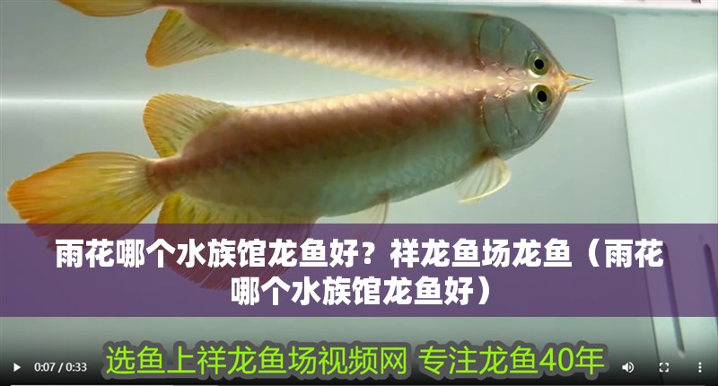 雨花哪個水族館龍魚好？祥龍魚場龍魚（雨花哪個水族館龍魚好）