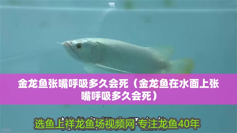 金龍魚張嘴呼吸多久會(huì)死（金龍魚在水面上張嘴呼吸多久會(huì)死）