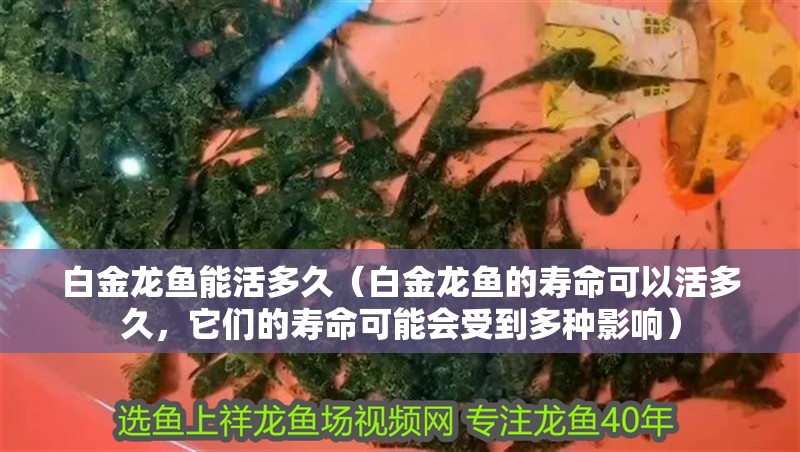 白金龍魚能活多久（白金龍魚的壽命可以活多久，它們的壽命可能會受到多種影響） 白金龍魚能活多久（白金龍魚的壽命可以活多久，它們的壽命可能會受到多種影響） 龍魚百科
