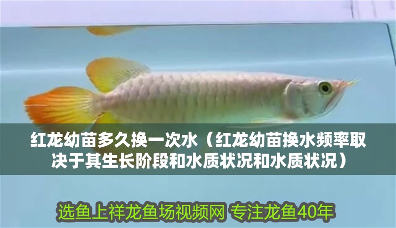 紅龍幼苗多久換一次水（紅龍幼苗換水頻率取決于其生長階段和水質(zhì)狀況和水質(zhì)狀況）