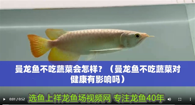 曼龍魚不吃蔬菜會怎樣？（曼龍魚不吃蔬菜對健康有影響嗎）