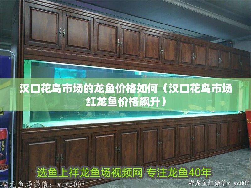 漢口花鳥(niǎo)市場(chǎng)的龍魚價(jià)格如何（漢口花鳥(niǎo)市場(chǎng)紅龍魚價(jià)格飆升）