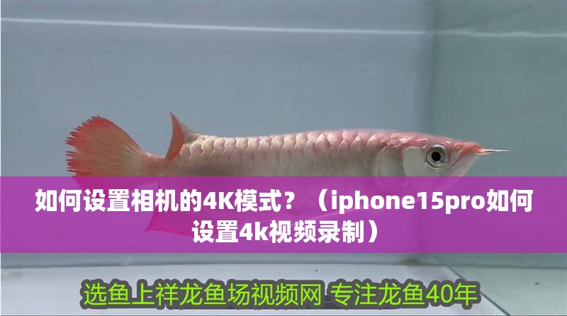 如何設置相機的4K模式？（iphone15pro如何設置4k視頻錄制）