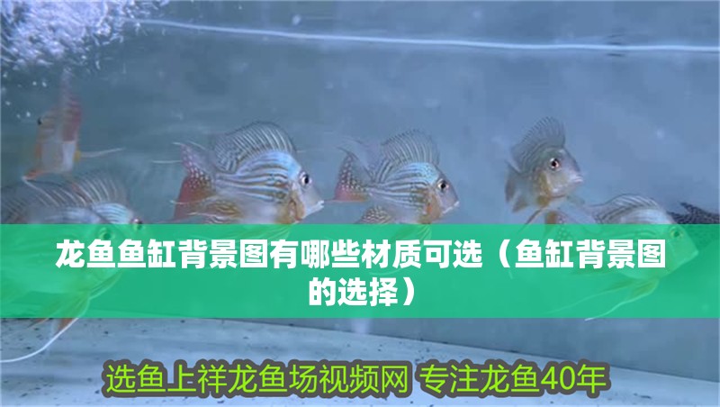 龍魚魚缸背景圖有哪些材質可選（魚缸背景圖的選擇）