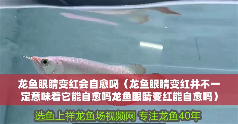 龍魚眼睛變紅會自愈嗎（龍魚眼睛變紅并不一定意味著它能自愈嗎龍魚眼睛變紅能自愈嗎）