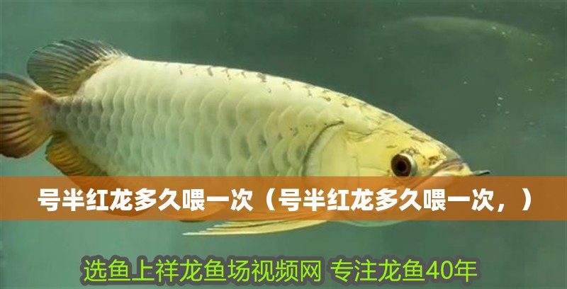 號半紅龍多久喂一次（號半紅龍多久喂一次，）