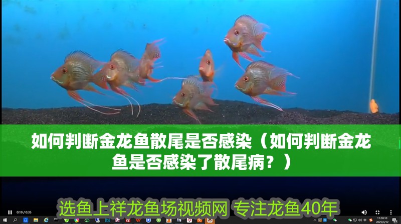 如何判斷金龍魚散尾是否感染（如何判斷金龍魚是否感染了散尾病？）