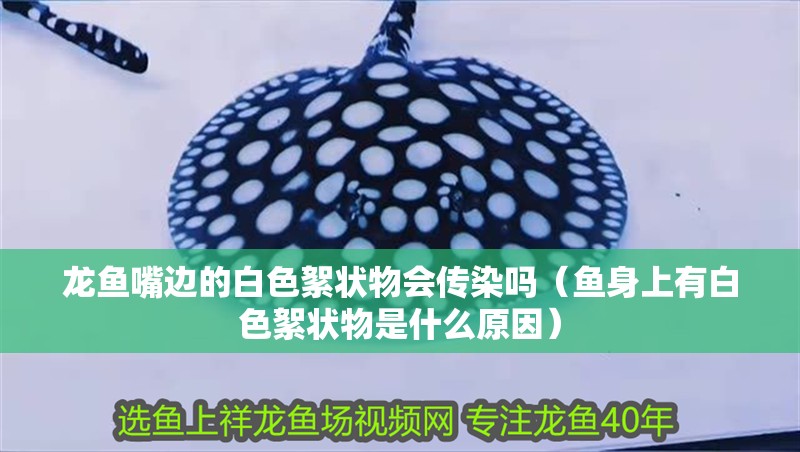 龍魚嘴邊的白色絮狀物會傳染嗎（魚身上有白色絮狀物是什么原因）