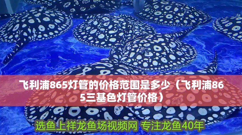 飛利浦865燈管的價格范圍是多少（飛利浦865三基色燈管價格） 飛利浦865燈管的價格范圍是多少（飛利浦865三基色燈管價格） 龍魚百科