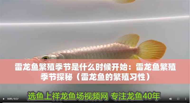 雷龍魚繁殖季節(jié)是什么時(shí)候開始：雷龍魚繁殖季節(jié)探秘（雷龍魚的繁殖習(xí)性） 雷龍魚繁殖季節(jié)是什么時(shí)候開始：雷龍魚繁殖季節(jié)探秘（雷龍魚的繁殖習(xí)性） 水族問答