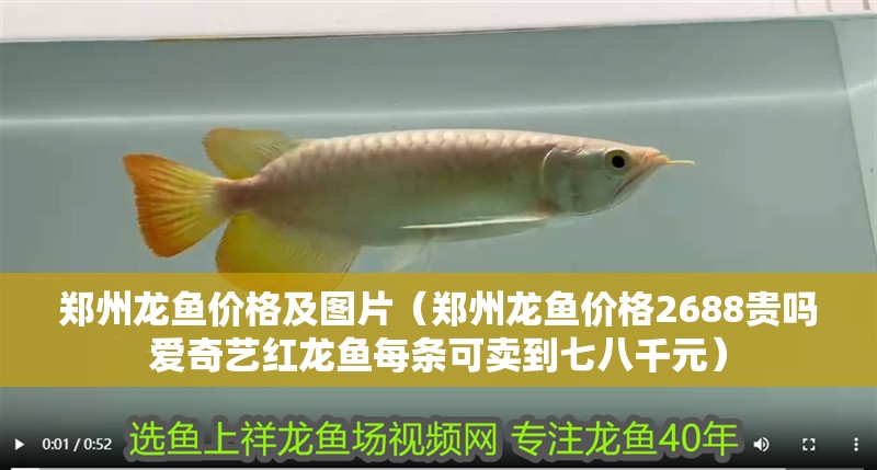 鄭州龍魚價格及圖片（鄭州龍魚價格2688貴嗎愛奇藝紅龍魚每條可賣到七八千元） 鄭州龍魚價格及圖片（鄭州龍魚價格2688貴嗎愛奇藝紅龍魚每條可賣到七八千元） 觀賞魚百科