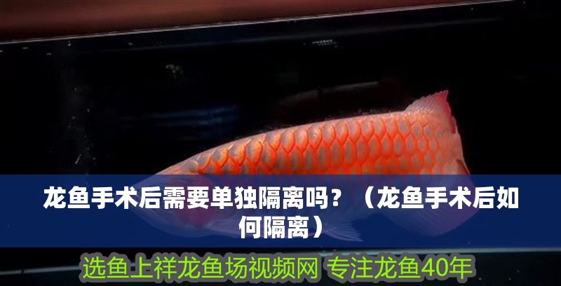 龍魚手術后需要單獨隔離嗎？（龍魚手術后如何隔離）