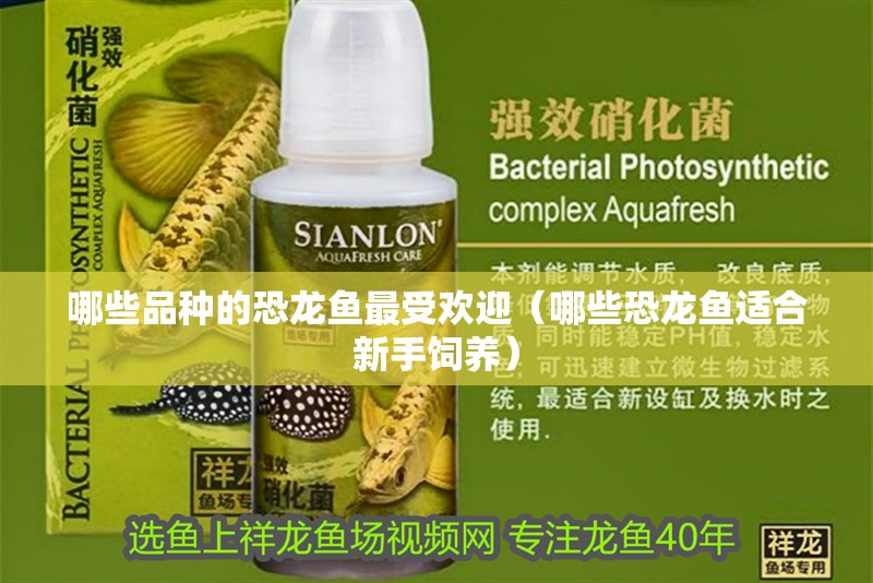 哪些品種的恐龍魚最受歡迎（哪些恐龍魚適合新手飼養）