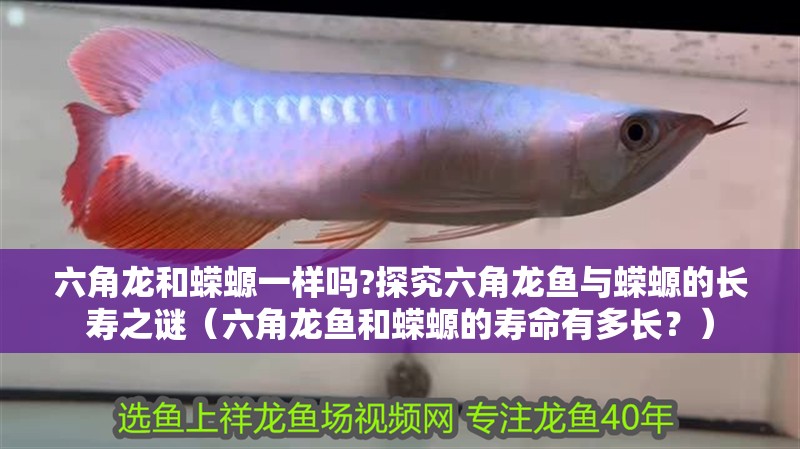 六角龍和蠑螈一樣嗎?探究六角龍魚與蠑螈的長壽之謎（六角龍魚和蠑螈的壽命有多長？）