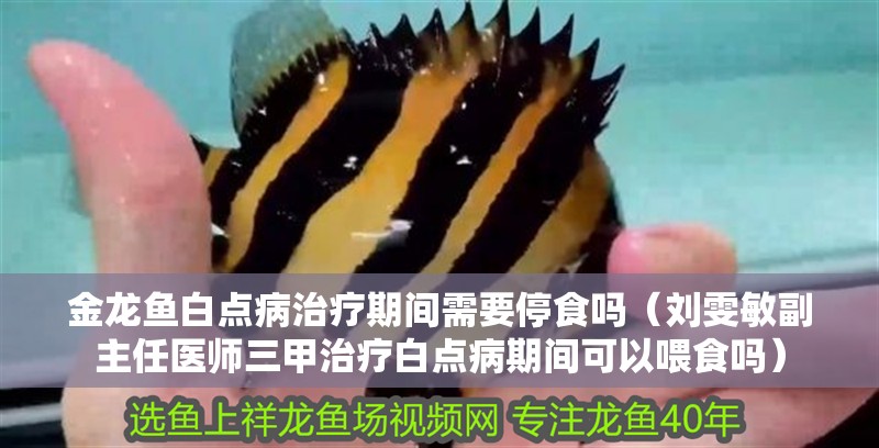 金龍魚白點病治療期間需要停食嗎（劉雯敏副主任醫師三甲治療白點病期間可以喂食嗎）