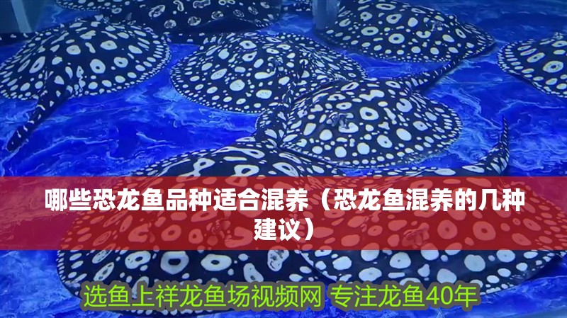 哪些恐龍魚品種適合混養（恐龍魚混養的幾種建議）