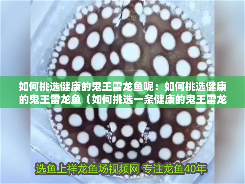 如何挑選健康的鬼王雷龍魚呢：如何挑選健康的鬼王雷龍魚（如何挑選一條健康的鬼王雷龍魚）