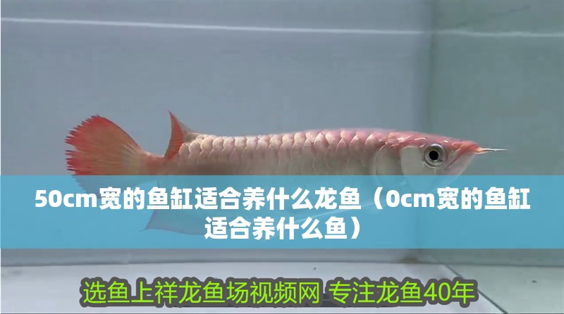 50cm寬的魚缸適合養(yǎng)什么龍魚（0cm寬的魚缸適合養(yǎng)什么魚）
