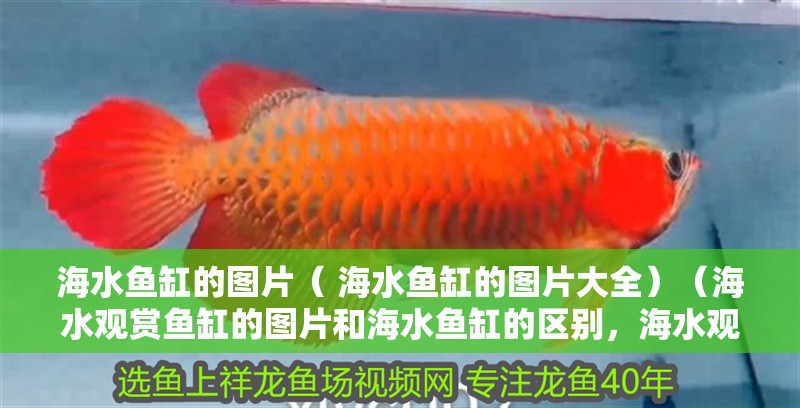 海水魚缸的圖片（ 海水魚缸的圖片大全）（海水觀賞魚缸的圖片和海水魚缸的區(qū)別，海水觀賞魚的區(qū)別）